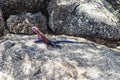Agama lizard Royalty Free Stock Photo