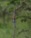 Agama lizard climbing small tree branch Royalty Free Stock Photo