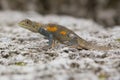 Agama Lizard Royalty Free Stock Photo