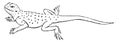 Agama lizard of the genus, vintage engraving