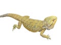 Agama lizard isolated on white background Royalty Free Stock Photo