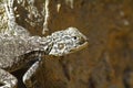 Agama Lizard in Oman Royalty Free Stock Photo