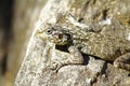 Agama Lizard in Oman Royalty Free Stock Photo