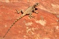 An Agama lizard in Petra, Jordan, Middle East Royalty Free Stock Photo