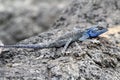 Blue-headed agama Royalty Free Stock Photo