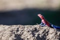 Agama lizard relaxing under the hot sun in kenya in kenya, africa. Royalty Free Stock Photo