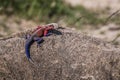Agama lizard resting on a rock (Kenya) Royalty Free Stock Photo