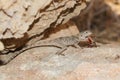 Painted agama Stellagama stellio feed with grasshopper Royalty Free Stock Photo