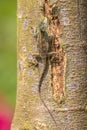 An agama lizard on a tree, Kibale, Uganda. Royalty Free Stock Photo