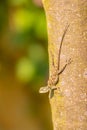 An agama lizard on a tree, Kibale, Uganda. Royalty Free Stock Photo