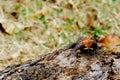Agama lizard on a tree Royalty Free Stock Photo