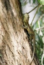 An agama lizard on the trunk of a bottle brush tree Royalty Free Stock Photo