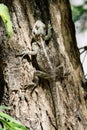 An agama lizard on the trunk of a bottle brush tree Royalty Free Stock Photo