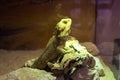 Agama lizard. Yellow and green lacertid in animal case