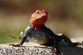 Agama Lizzard Royalty Free Stock Photo