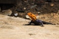 Agama lizzard Royalty Free Stock Photo