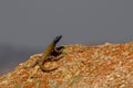 Agama lizzard almost posing for picture, Rhodes grave, Matopos, Royalty Free Stock Photo
