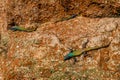 Agama lizzards around Rhodes grave top of the hill world`s view, Royalty Free Stock Photo