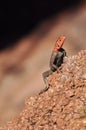 Agama agama - red-headed lizzard in Africa Royalty Free Stock Photo