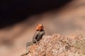 Agama agama - red-headed lizzard in Africa Royalty Free Stock Photo