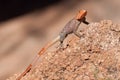 Agama agama - red-headed lizzard in Africa Royalty Free Stock Photo