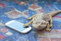 Agama with smart phone on the sofa