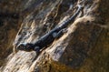 Agama sunbathing on a rock Royalty Free Stock Photo