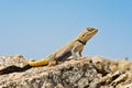 Brilliant ground agama , Trapelus agilis