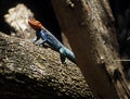 Agame lizard on tree