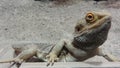 Agame pogona vitticeps a little dragon Royalty Free Stock Photo