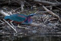 Agami Heron on the Hunt