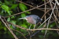 Agami Heron Agamia agami