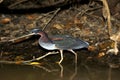 Agami Heron or Chestnut-Bellied Heron, agamia agami, Adult standing in Water, Los Lianos in Venezuela