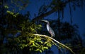 Agami Heron at Night, Amazon Rainforest