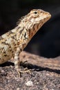 Agamid lizard. Agamidae Royalty Free Stock Photo