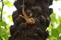 Agamid lizard on the tree Royalty Free Stock Photo