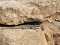 Agama lizard is hiding in gap between rocks Royalty Free Stock Photo
