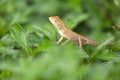 Agamidae family lizard Royalty Free Stock Photo