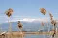 Agamon Hula bird refuge, Hula Valley, Israel Royalty Free Stock Photo