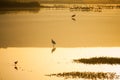 Agamon Hula bird refuge Royalty Free Stock Photo