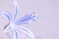 Agapantha flower closeup showing stamens