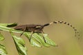 Agapanthia asphodeli lamiines or flat-faced longhorned beetle common long-horned beetles on umbelliferous plants in spring