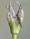 Agapanthia suturalis (cardui)