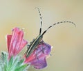 Agapanthia suturalis (cardui)