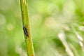 Agapanthia suturalis with long horns sits on the green leaf.