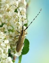 Agapanthia villosoviridescens Royalty Free Stock Photo