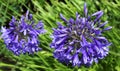 Agapanthus Royalty Free Stock Photo