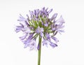 Agapanthus Royalty Free Stock Photo