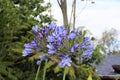 Agapanthus or Africa`s blue lily Royalty Free Stock Photo