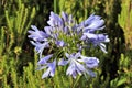 Agapanthus or Africa`s blue lily Royalty Free Stock Photo